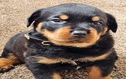 Rottweiler dogs for sale: Pure breed Rottweiler  - Image 17