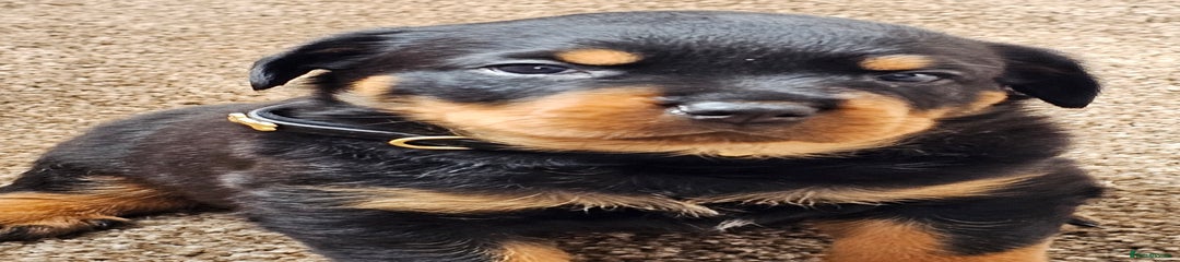 Rottweiler Puppy 8
