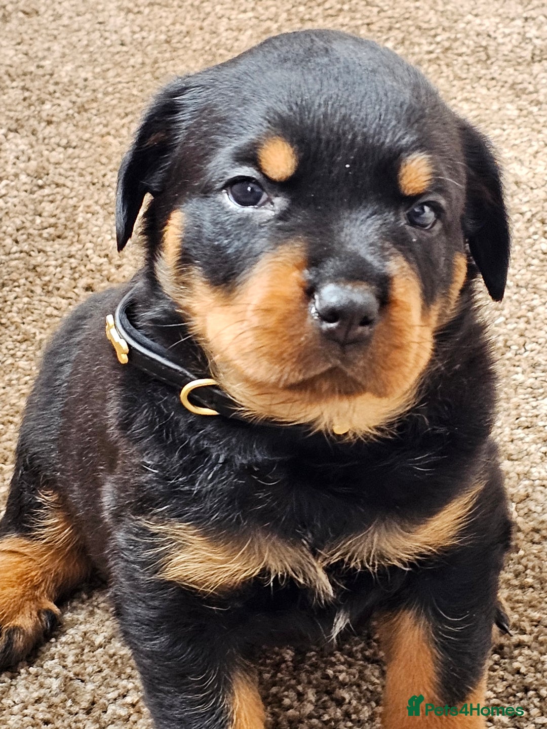 Rottweiler dogs for sale: Pure breed Rottweiler  - Image 17