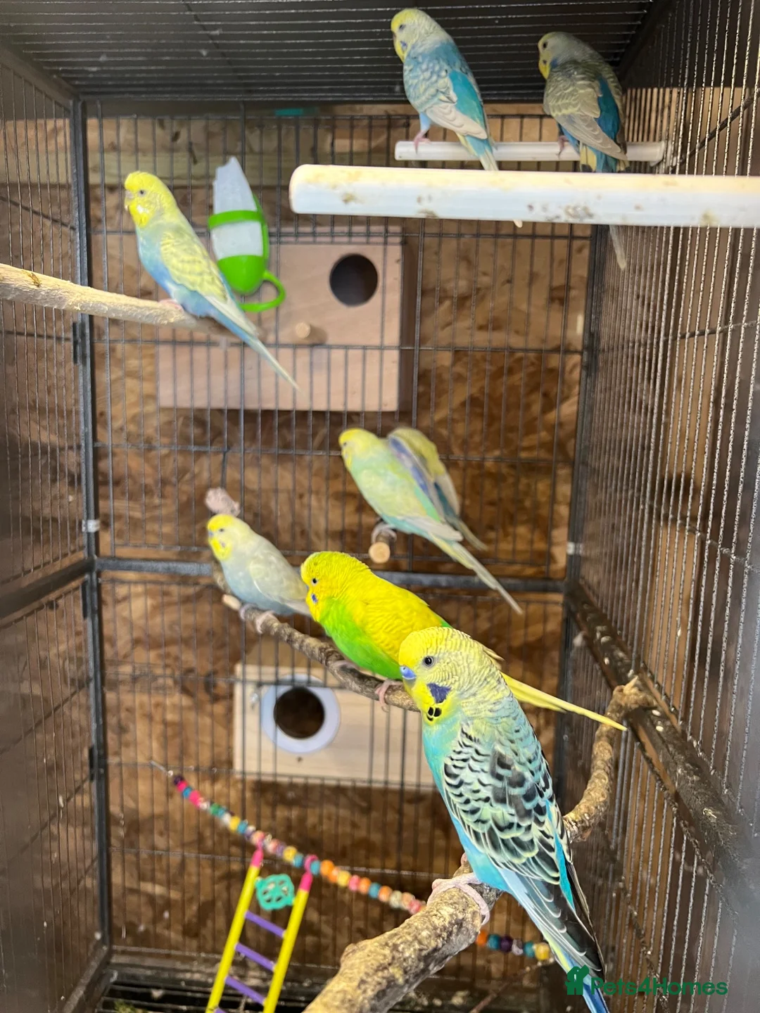 Budgerigars birds for sale: Budgies  in Dewsbury - Advert 2