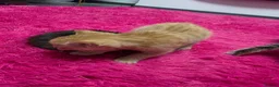Mixed Breed cats for sale: Beautifull kittens ready to go  - Advert 6