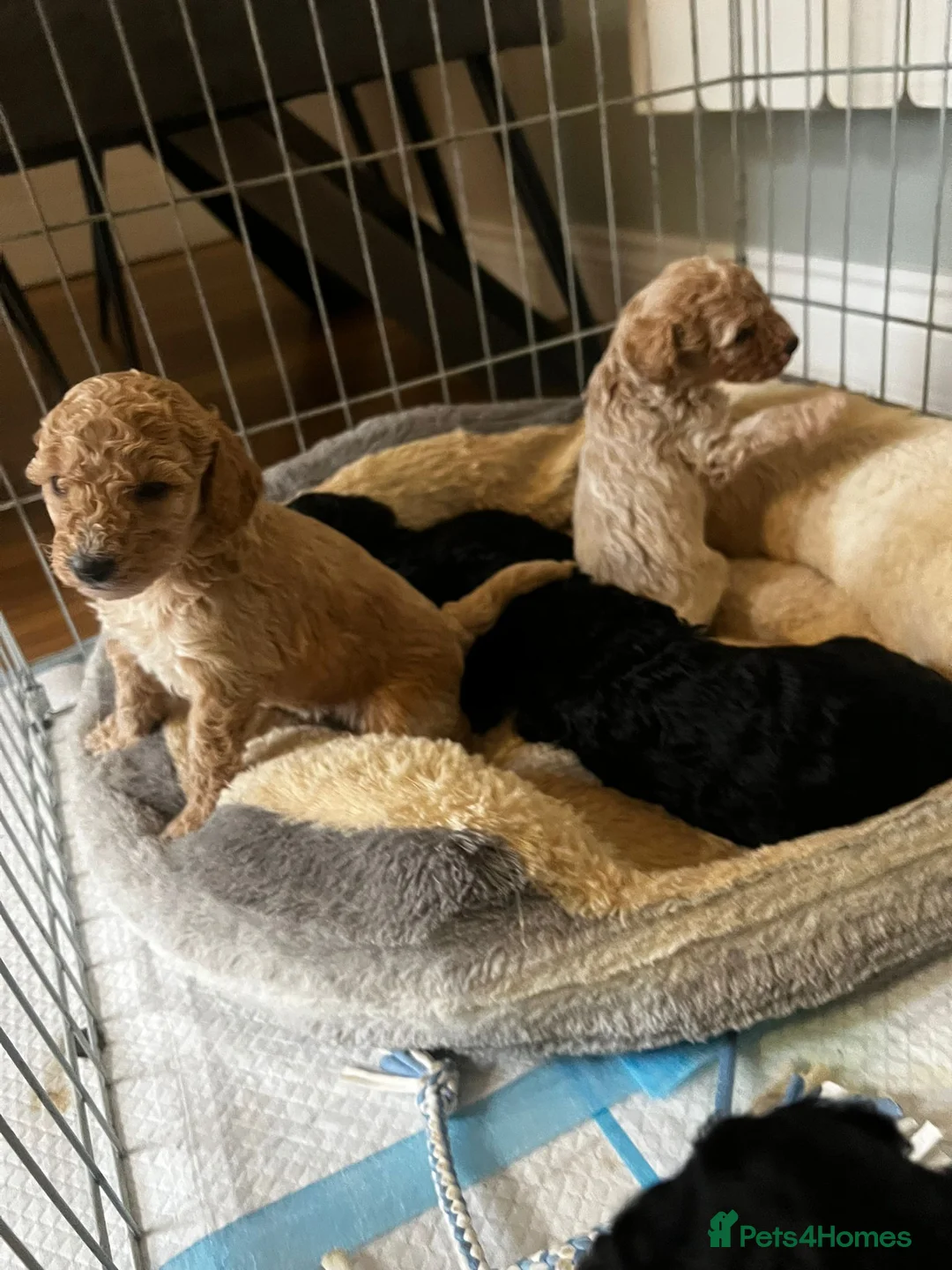 Sheepadoodle dogs for sale: Sheepadoodle  - Advert 1