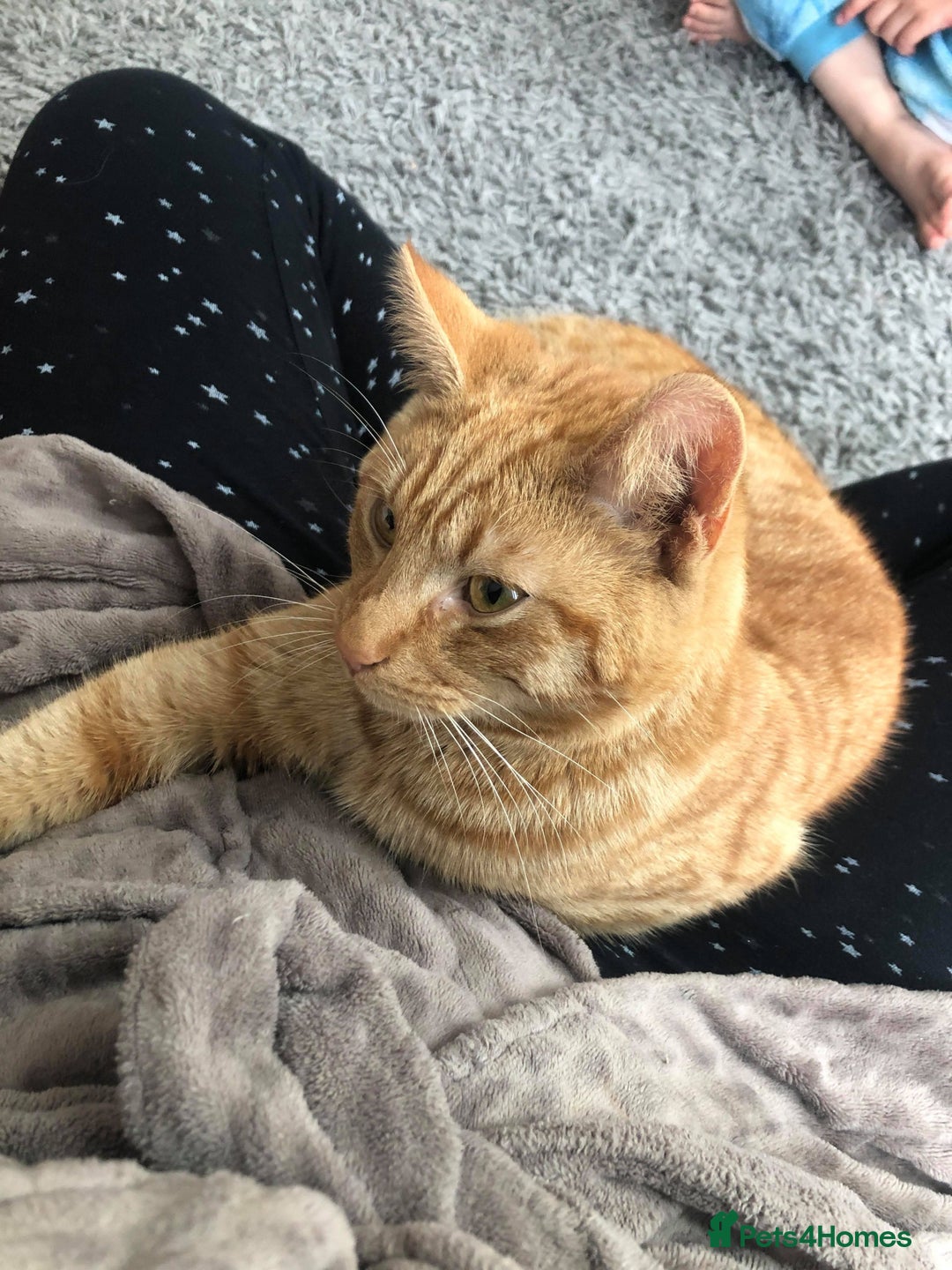 Mixed Breed cats for sale: Ginger Tom  - Advert 1