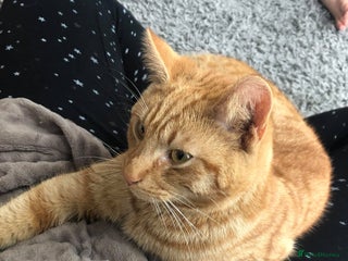 Mixed Breed cats Ginger Tom - Advert 1