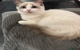 Ragdoll cats for sale: Beautiful Blue point/Bicolor Ragdoll - Image 2