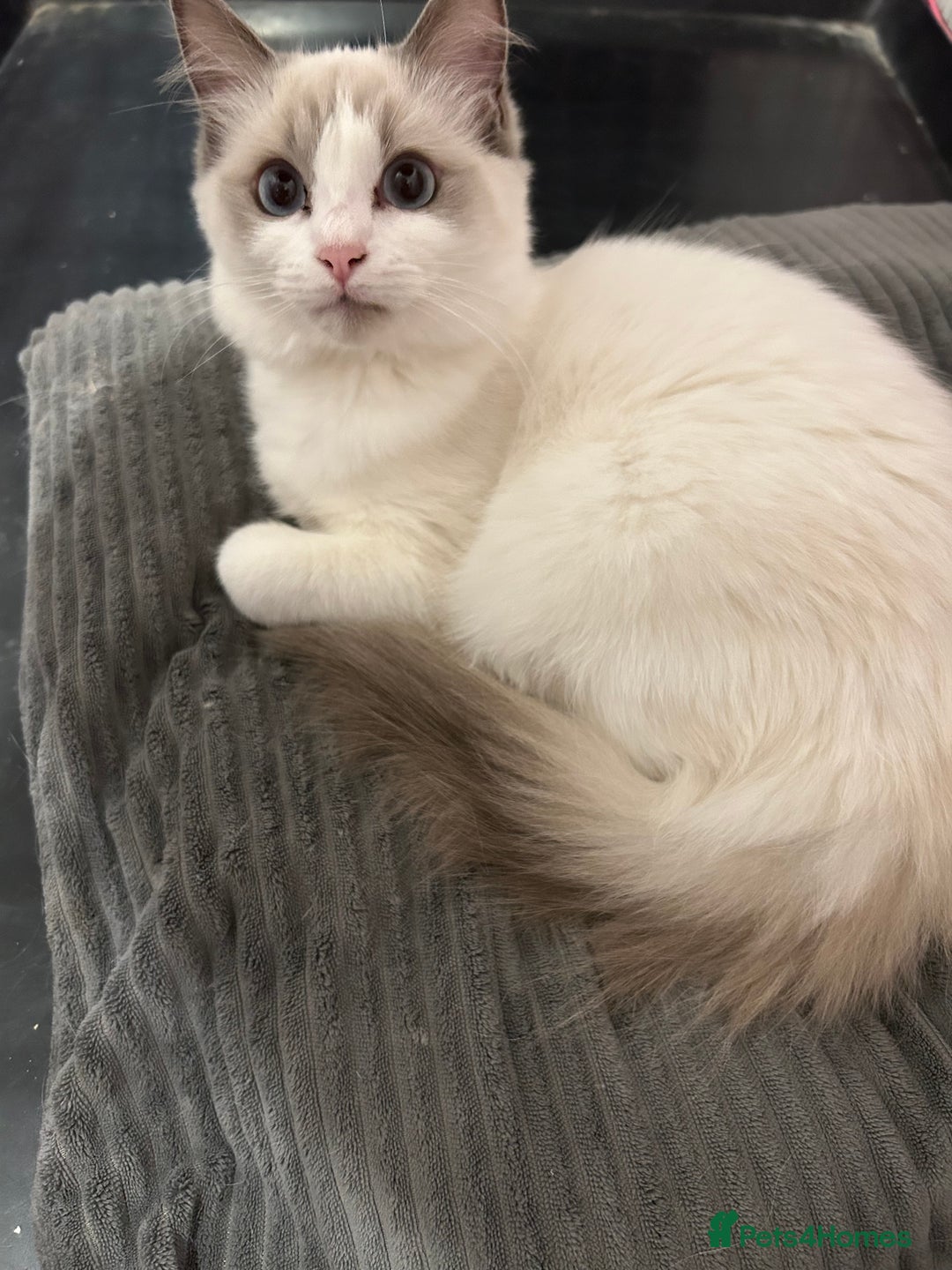 Ragdoll cats for sale: Beautiful Blue point/Bicolor Ragdoll - Image 2
