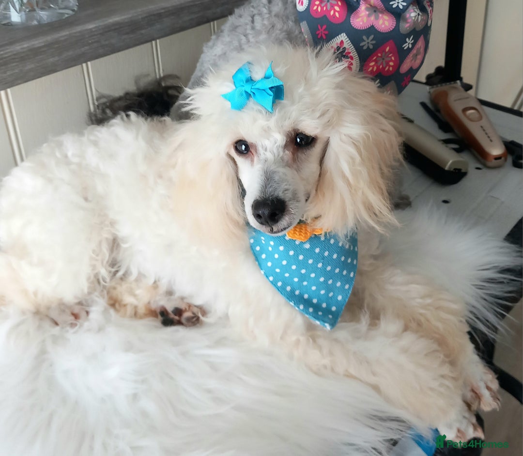 Toy Poodle dogs for sale: *REDUCED*1 WHITE BOY, 1 BLACK GIRL TOY POODLES in Colwyn Bay - Image 24