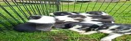 Border Collie dogs for sale: Stunning farm bred border collie pups  - Advert 6