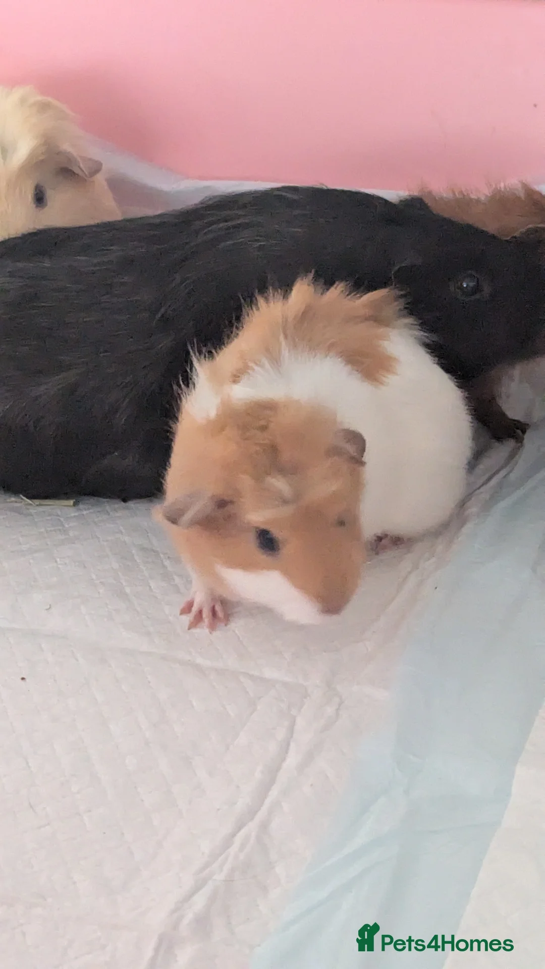 Guinea Pig rodents for sale: Pretty baby guinea pigs  - Advert 3