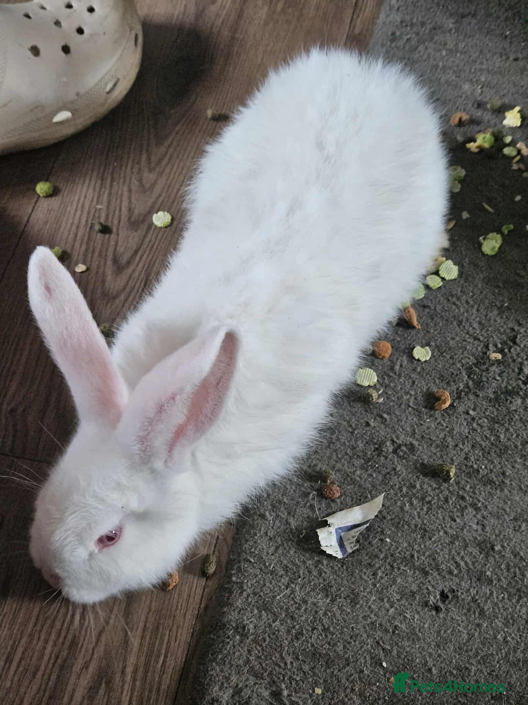 Mixed Breed rabbits for sale: Continental giant male  - Advert 2