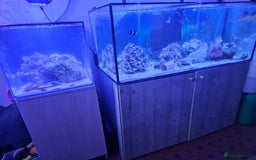 Other/Mixed Breed fish for sale: Various marine fish & Complete set up - Image 1