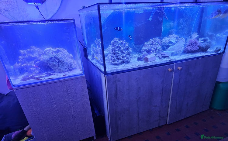 Other/Mixed Breed fish - Advert 1