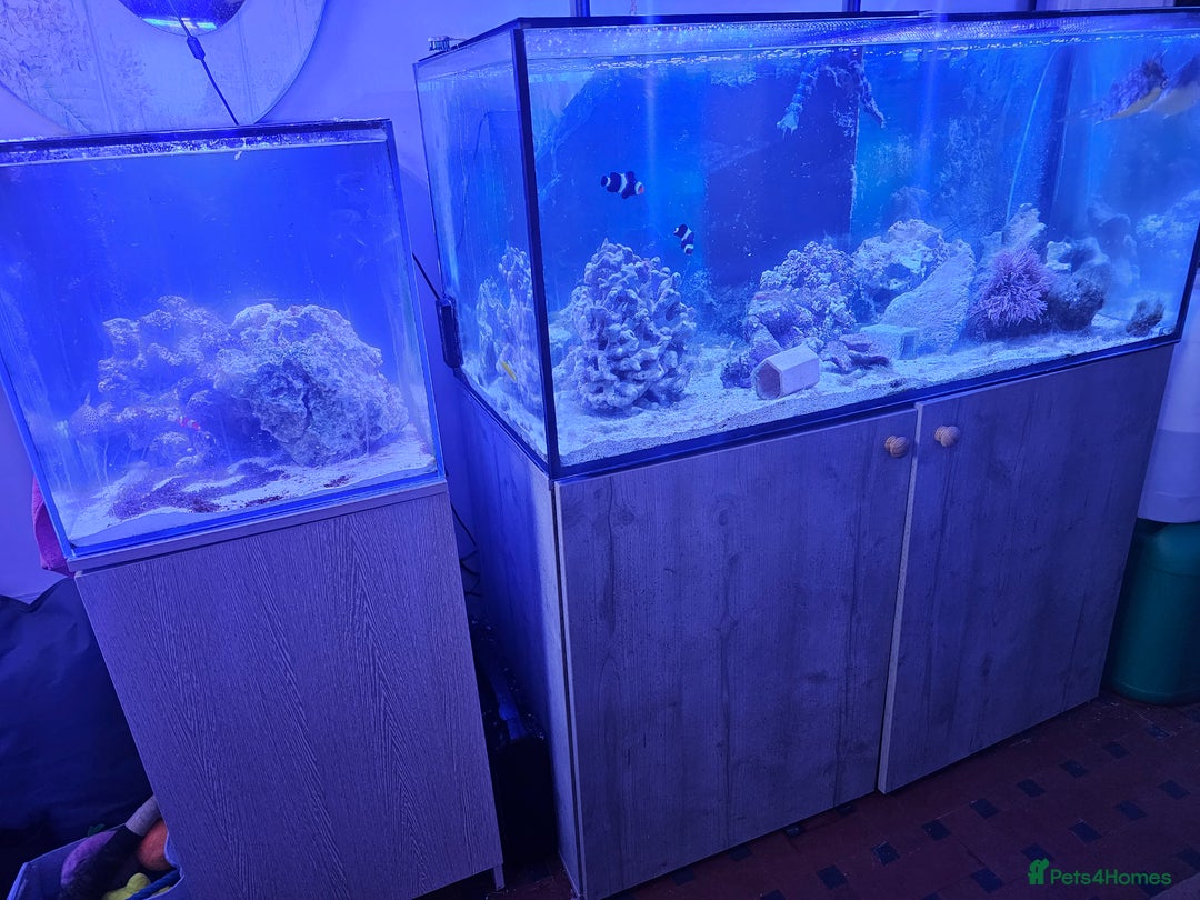 Other/Mixed Breed fish for sale: Various marine fish & Complete set up - Image 1