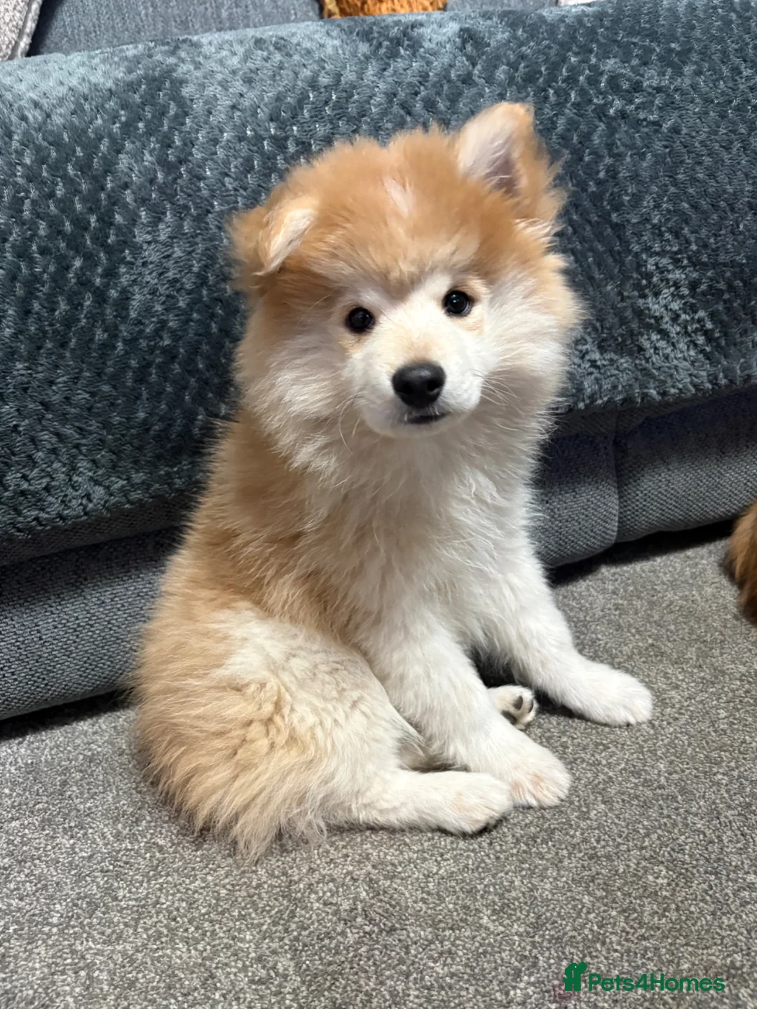 Pomeranian dogs for sale: Pomeranian Puppies - Advert 2