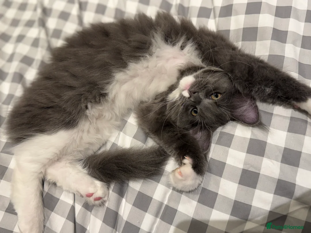 Maine Coon cats for sale: Beautiful GCCF registered Maine coon Kittens  - Advert 28