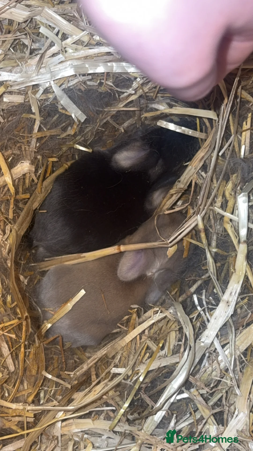 Mini Lop rabbits for sale: Cute Mini Lop Bunnies, Ready for a loving home🐰🩷 in Eastleigh - Advert 7