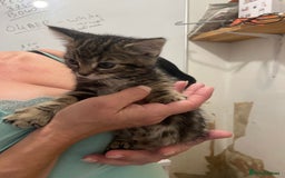 British Shorthair cats for sale: Kittens for sale - Image 6