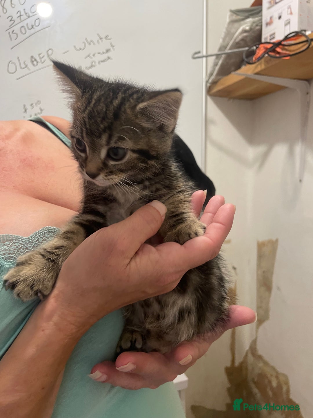 British Shorthair cats for sale: Kittens for sale - Image 6
