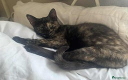 Mixed Breed cats for sale: Sweet little kitten - Image 4