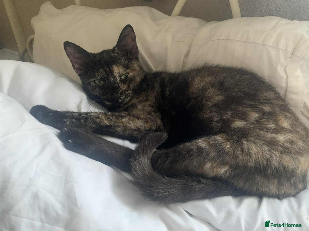 Mixed Breed cats for sale: Sweet little kitten - Image 4