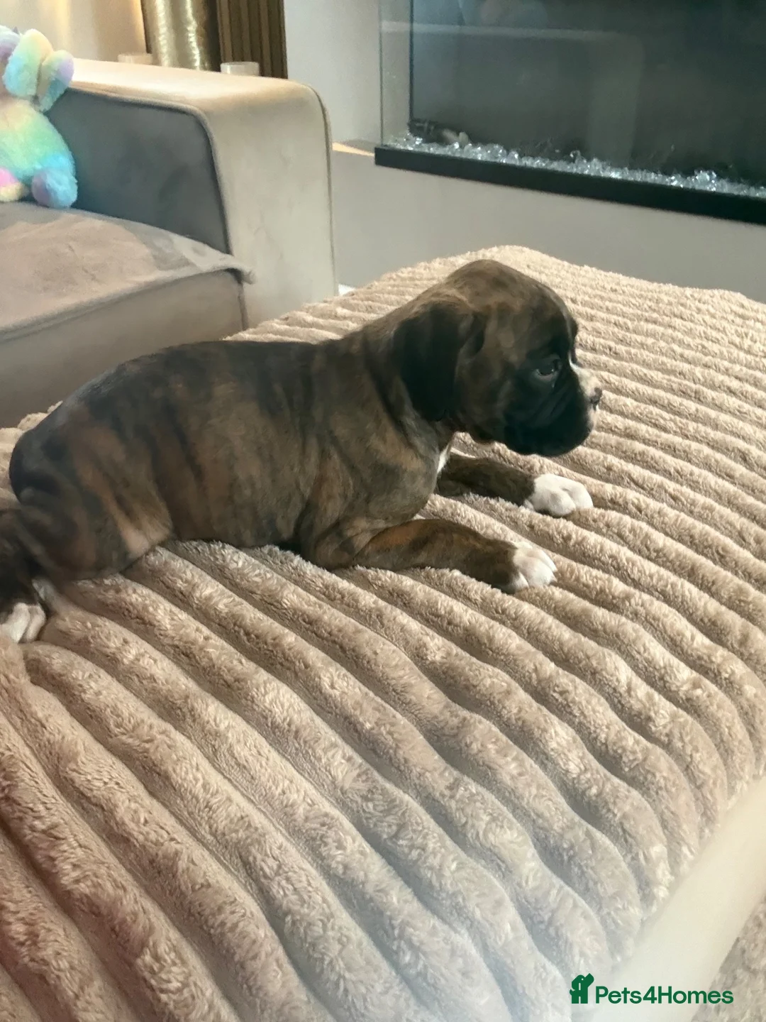 Boxer dogs for sale: ALL NOW HAVE DEPOSITS  - Advert 2