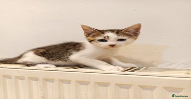 Bengal cats - Advert 3