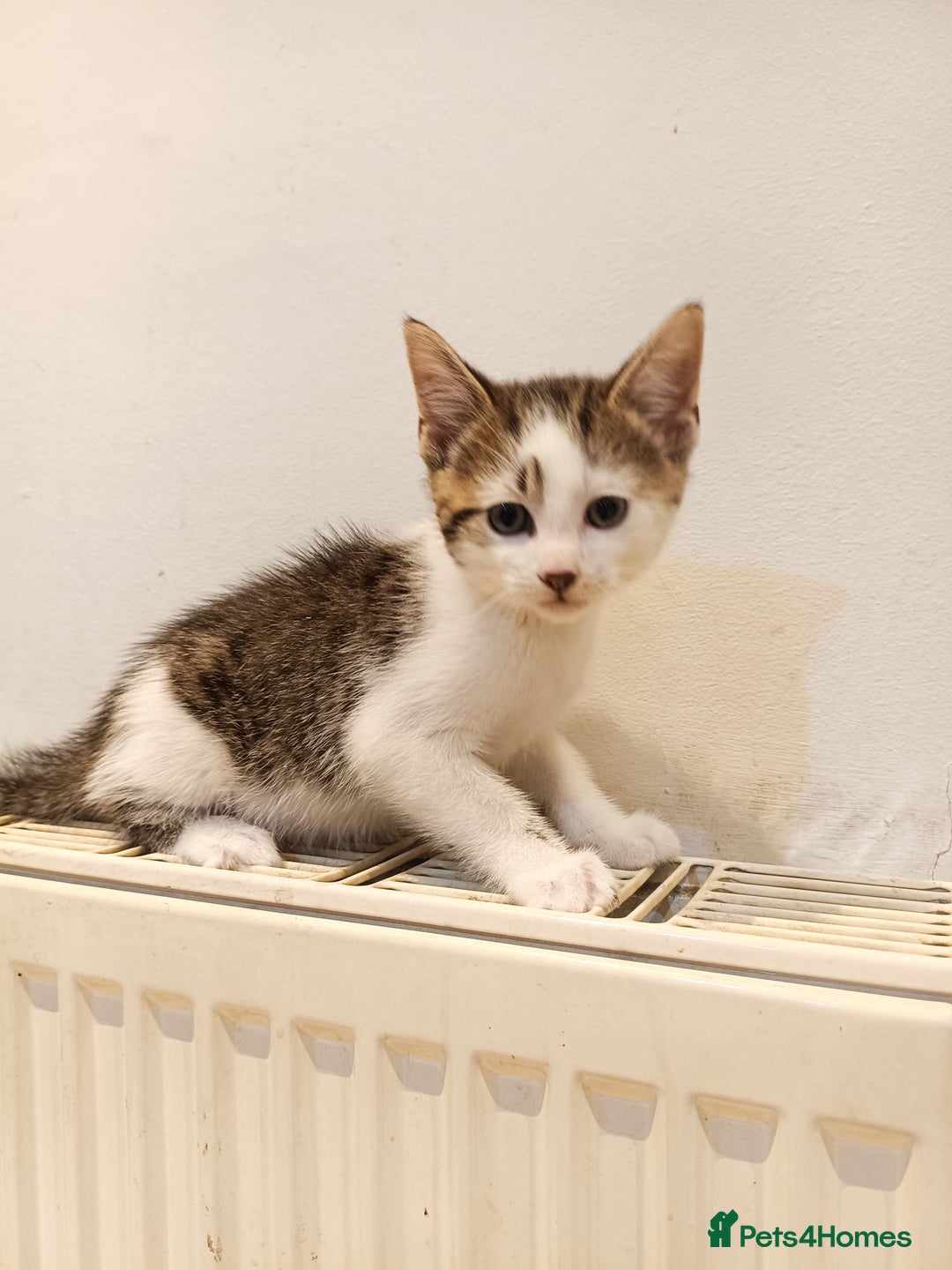 Bengal cats for sale: Cat kitten  - Image 2
