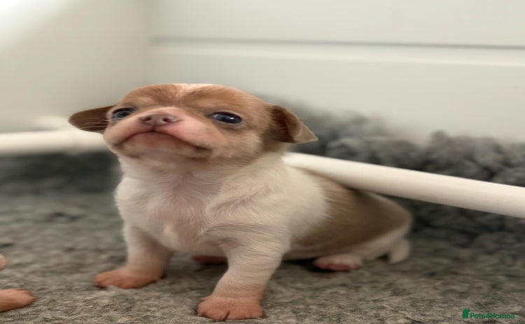 Chihuahua dogs - Advert 2