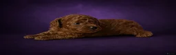 Toy Poodle dogs for sale: Asian poodle, Female ♥️, Surrey based  - Advert 7