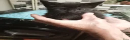 Mixed Breed cats for sale: Gorgeous female kittens ready now - Advert 5