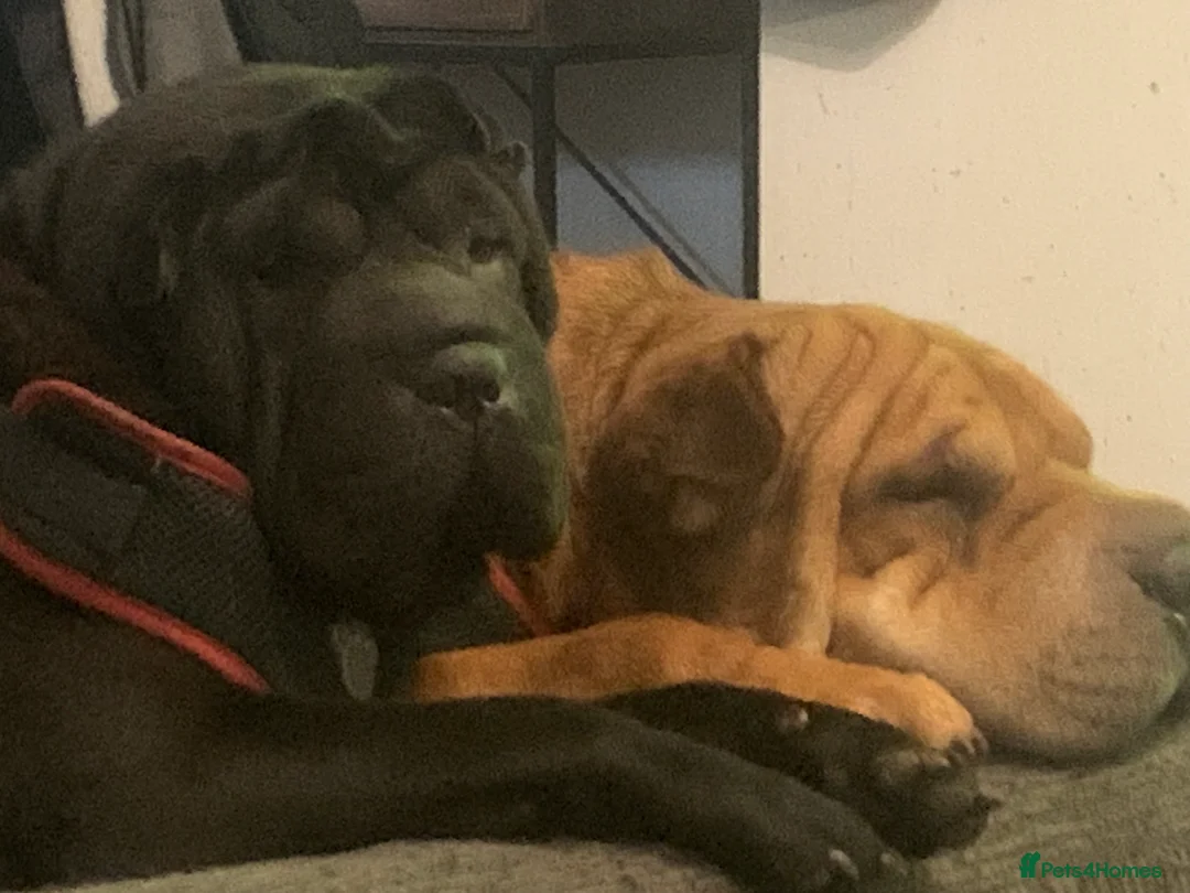 Shar Pei dogs for sale: Shar pei - Advert 1