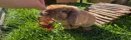Mini Lop rabbits for sale: Mini lops does  - Advert 13