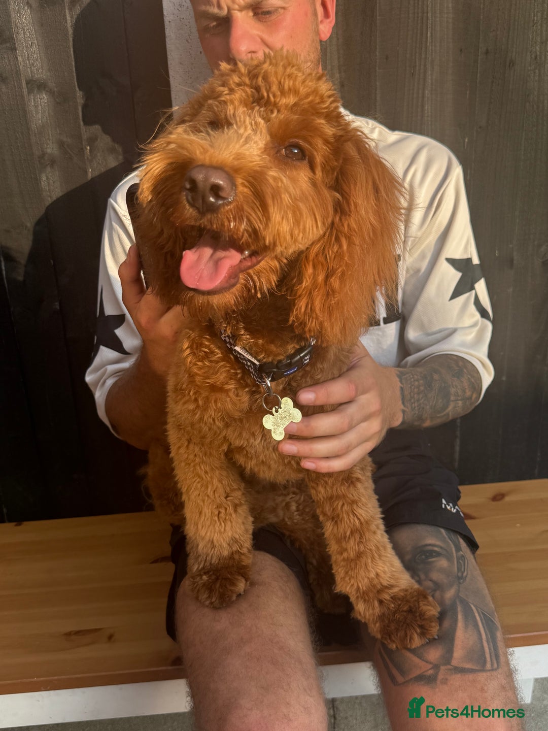 Cockapoo dogs for sale: Fox red F1 cockapoo - Image 2