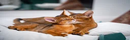 Abyssinian cats for sale: Stunning Wild Ruddy Abyssinian|TICA|Super friendly - Advert 4