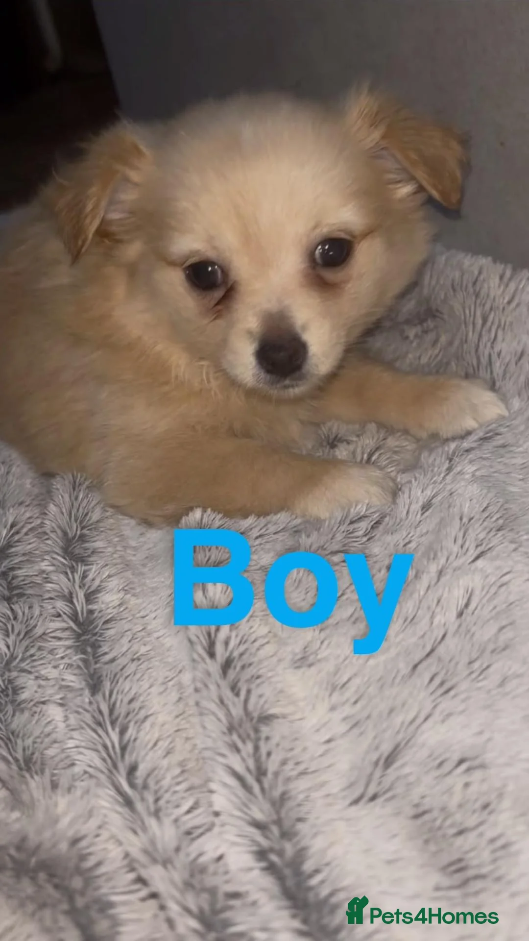 Pomchi dogs for sale: Pomchi puppies  - Advert 2
