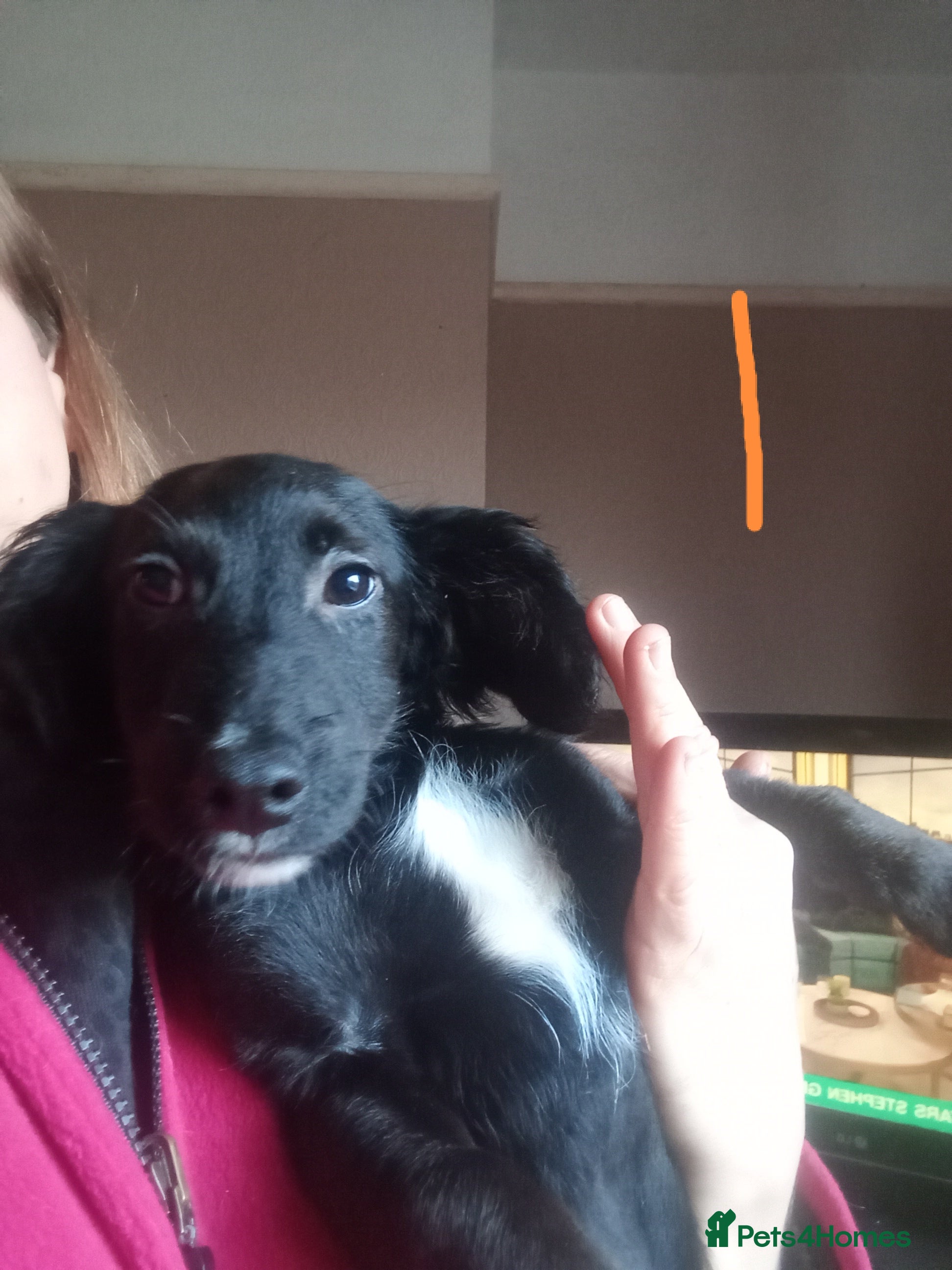 Mixed Breed dogs  Cockapoo x Jack Russell X2 left DNA clr Mum - Advert 13