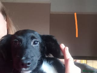 Mixed Breed dogs Cockapoo x Jack Russell X2 left DNA clr Mum - Advert 2