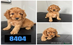 Cockapoo dogs for sale: Beautiful F1 TOY Cockapoos - Image 6