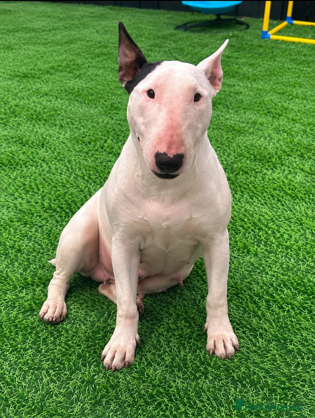Bull Terrier dogs for sale: (Dorothy) adult English bull terrier female - Advert 2