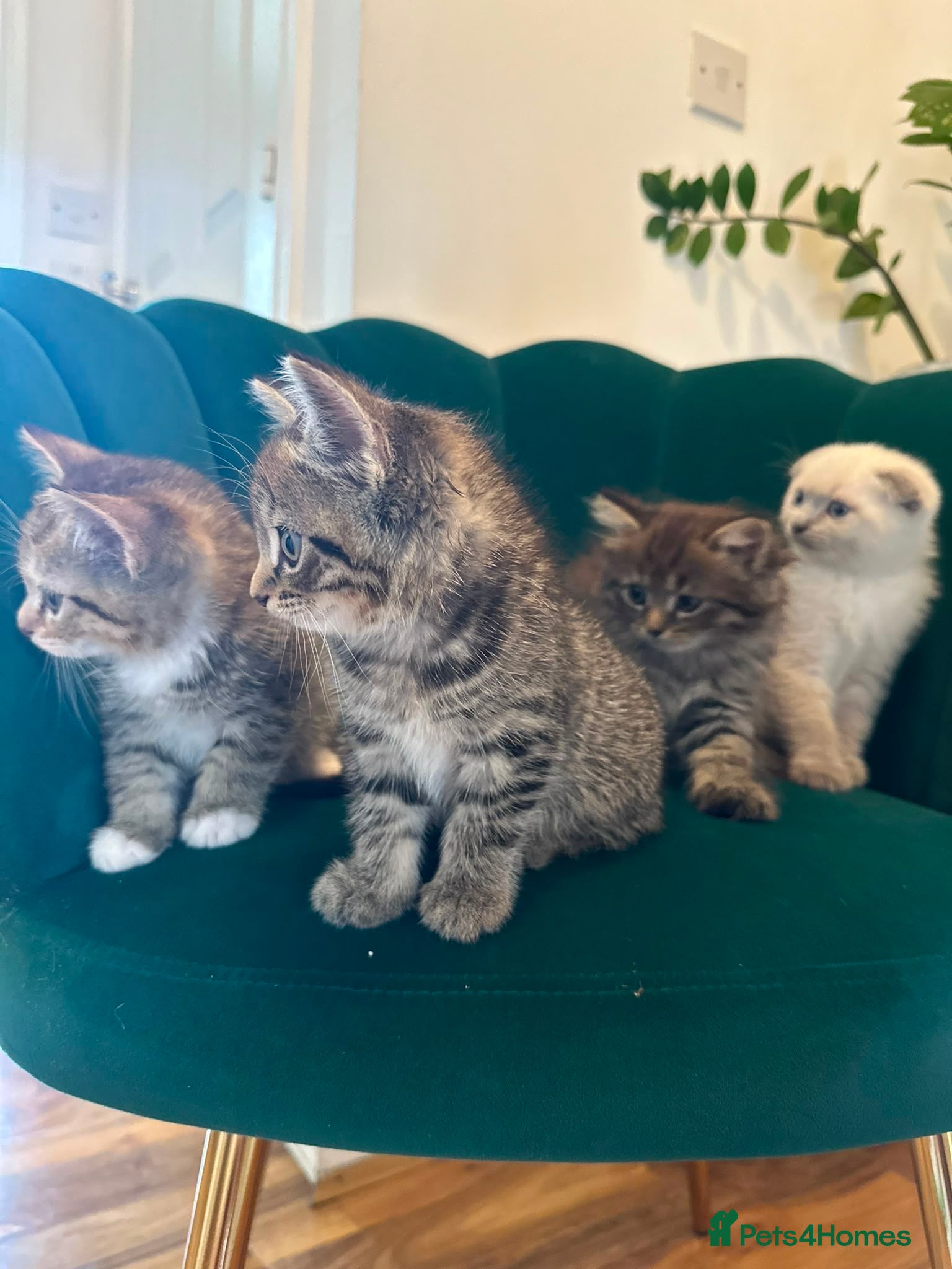 Scottish Fold cats ✨Adorable Scottish Fold Kittens 🐾 - Advert 1