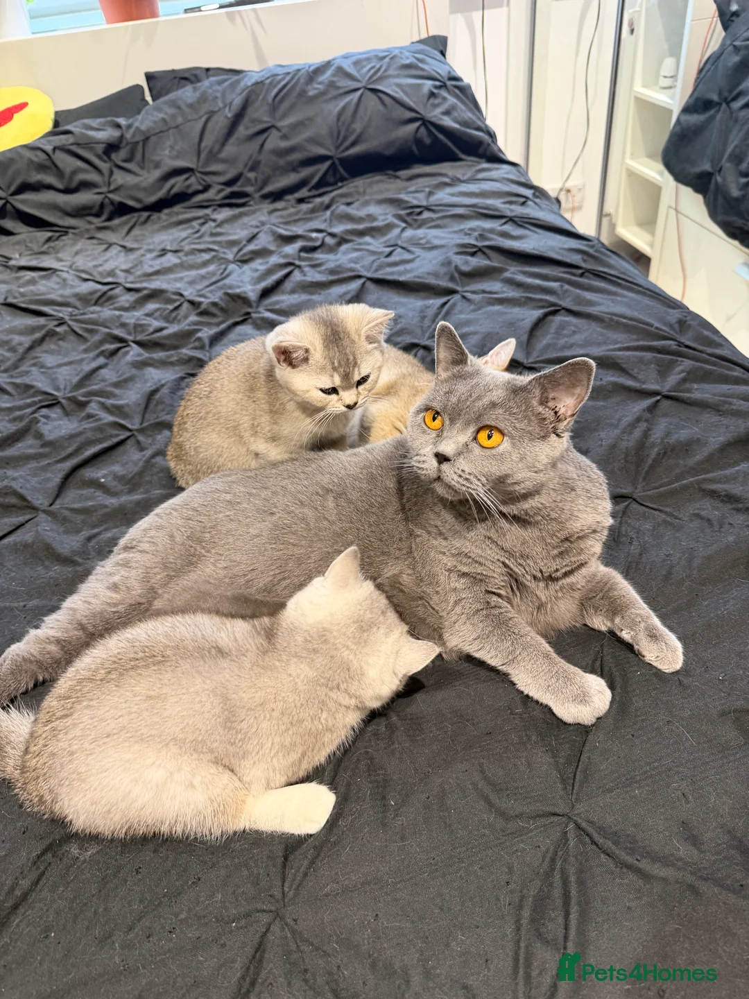 British Shorthair cats for sale: GCCF male kitten Frodo  - Advert 5