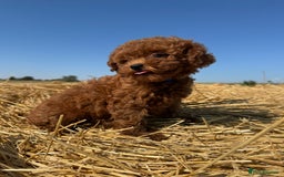 Toy Poodle dogs for sale: Toy Poodle Puppies–Asian Lines–Tiny Size - Image 4