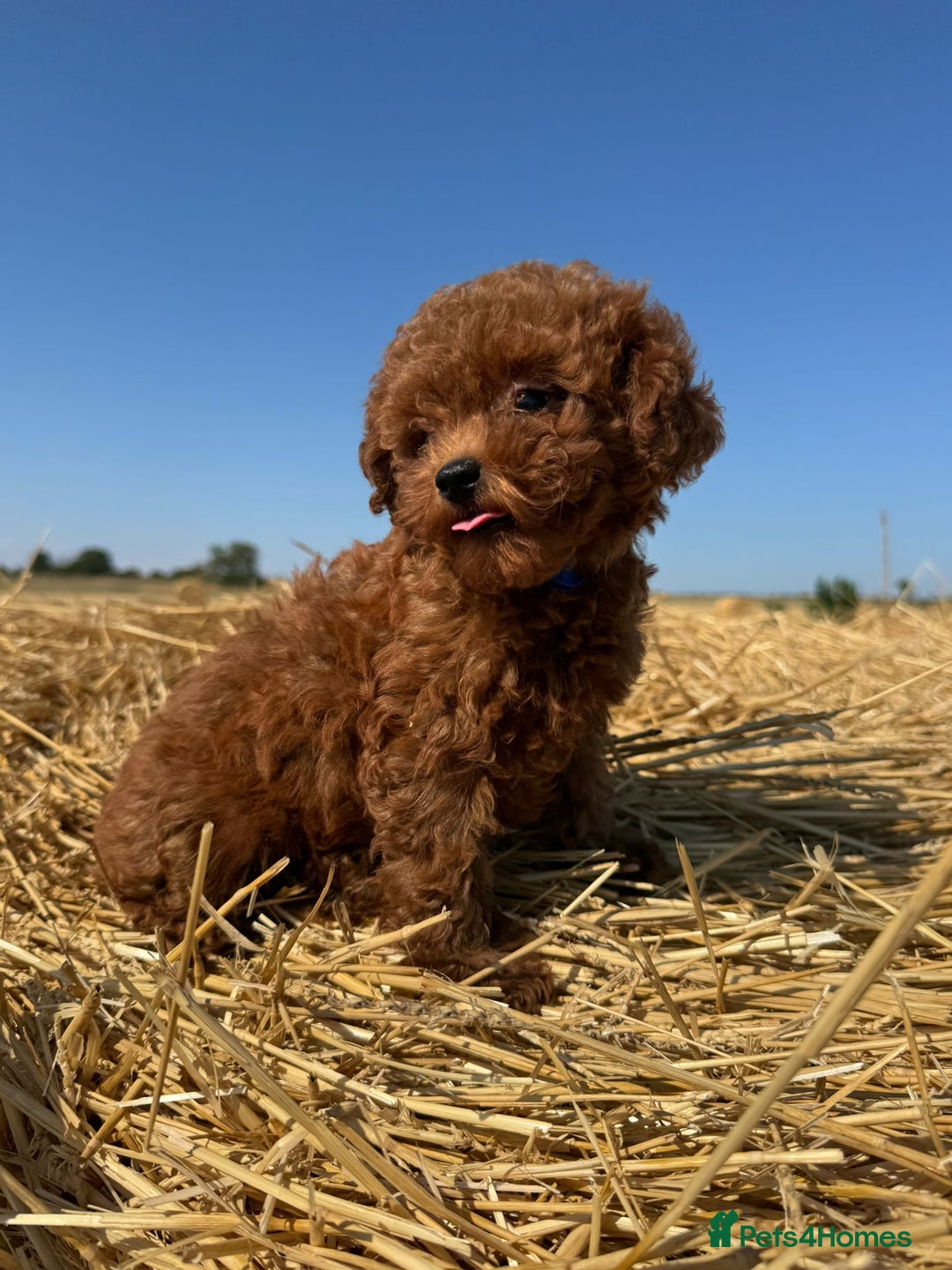 Toy Poodle dogs for sale: Toy Poodle Puppies–Asian Lines–Tiny Size - Image 4