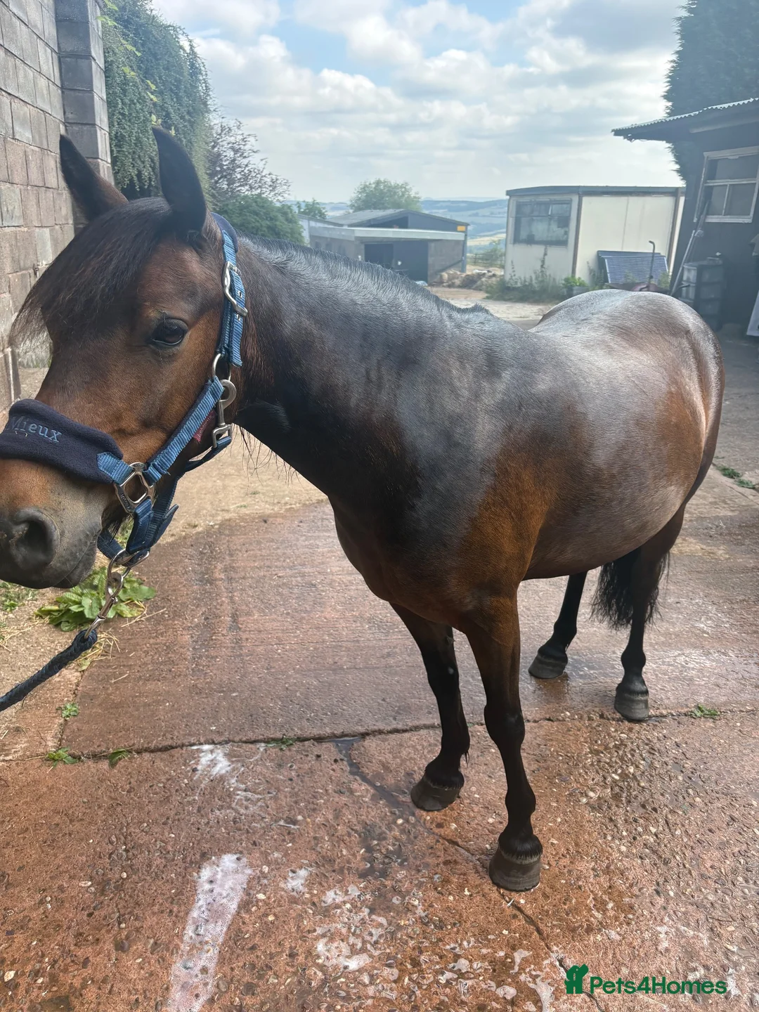 Dartmoor horses for sale: 12h Dartmoor hill  in Stoke-on-Trent - Advert 1