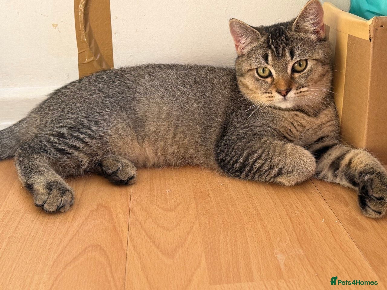 British Longhair cats 300£ calico girl  300£ tabby boy brown shorthair - Advert 11