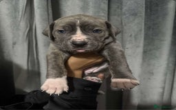 Mixed Breed dogs for sale: Cane Corso x Great Dane pups !! 7 available !! - Image 1