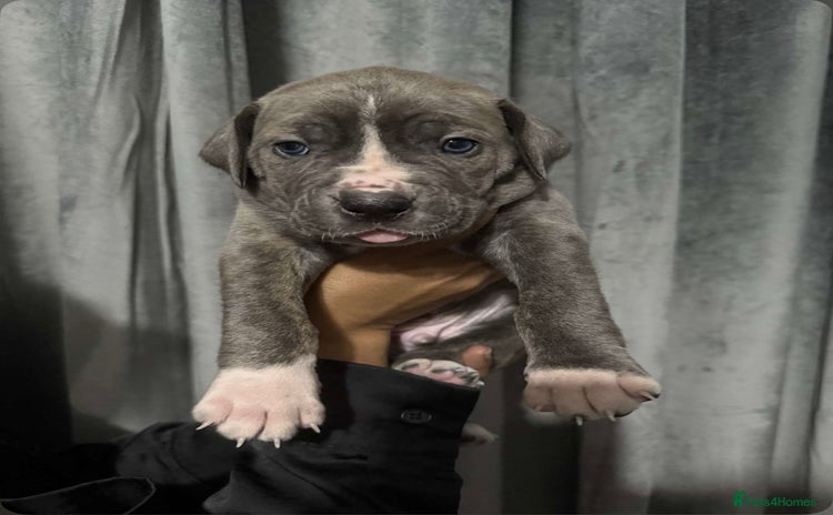 Mixed Breed dogs - Advert 1