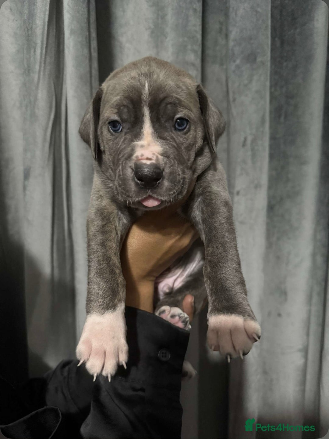 Mixed Breed dogs for sale: Cane Corso x Great Dane pups !! 7 available !! - Image 1