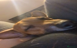 Jack Russell dogs for sale: Hi my name is patch - Image 2