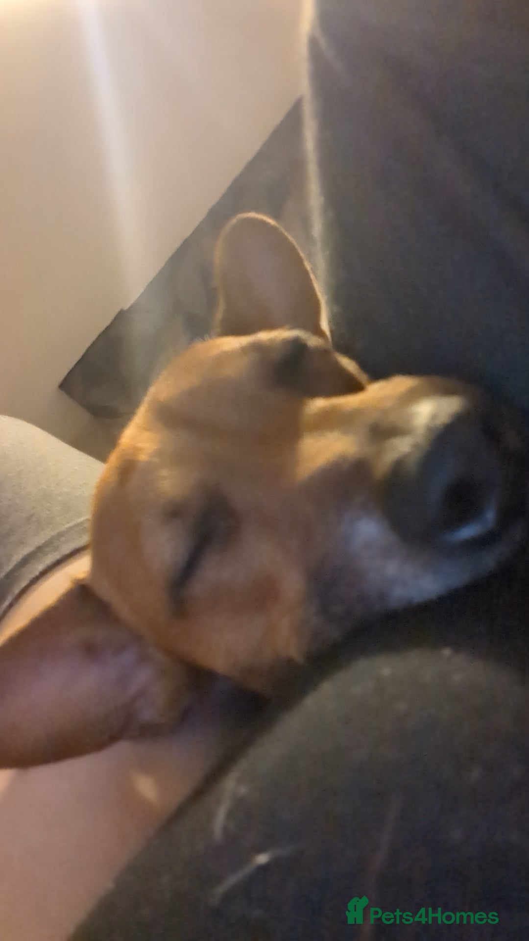 Jack Russell dogs for sale: Hi my name is patch - Image 2
